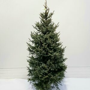 Joulukuusi; kotimainen, mustakuusi, 150-200cm