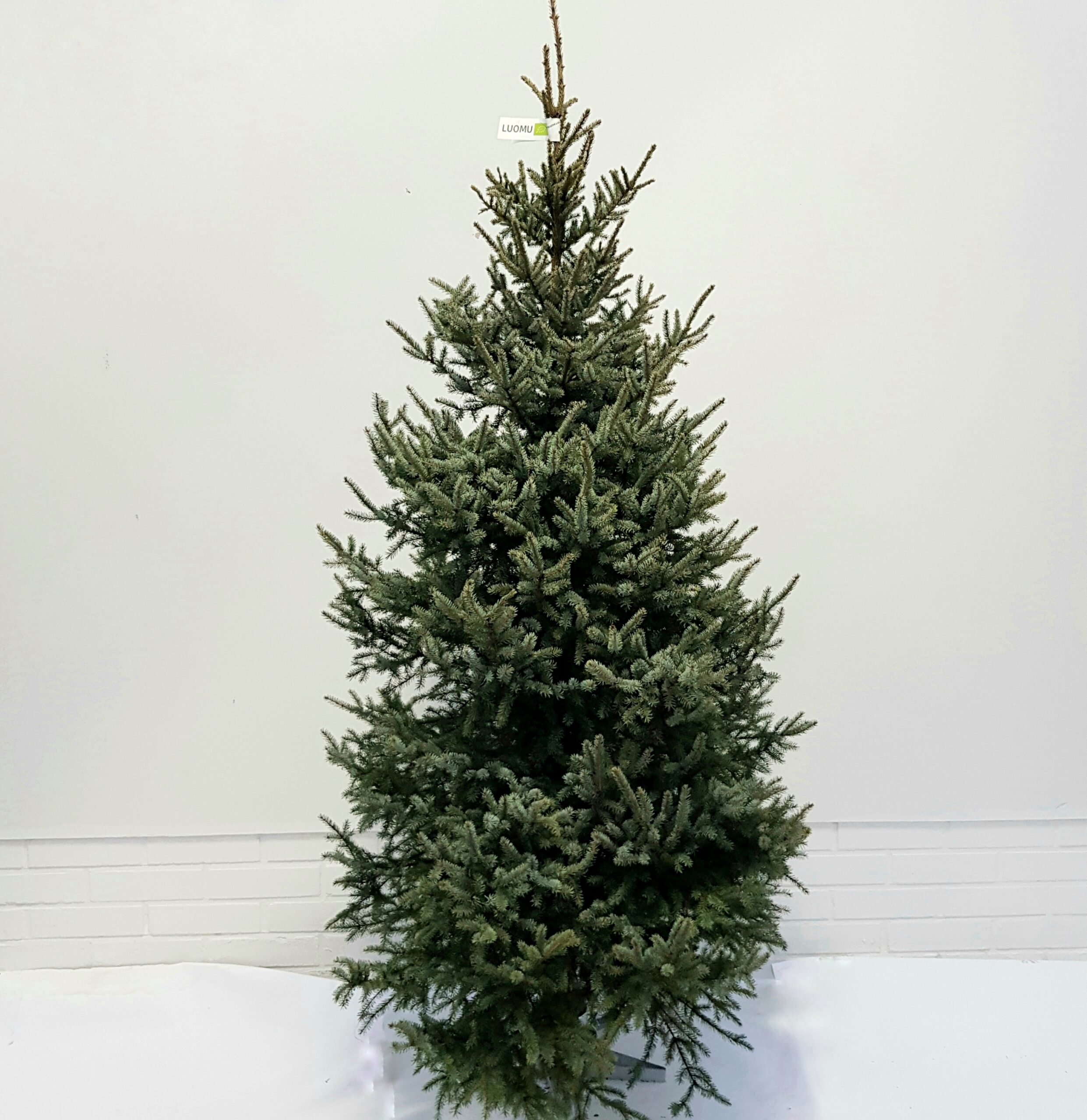 Joulukuusi; kotimainen, mustakuusi, 150-200cm