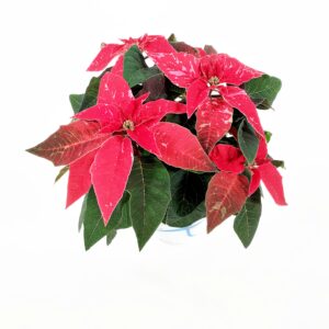 Joulutähti, Mon, M, 'Princettia Hot Pink Glitter'