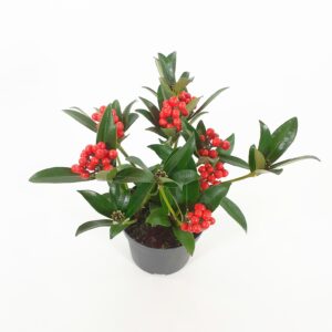 Skimmia (Talvimarja) marjoilla p12