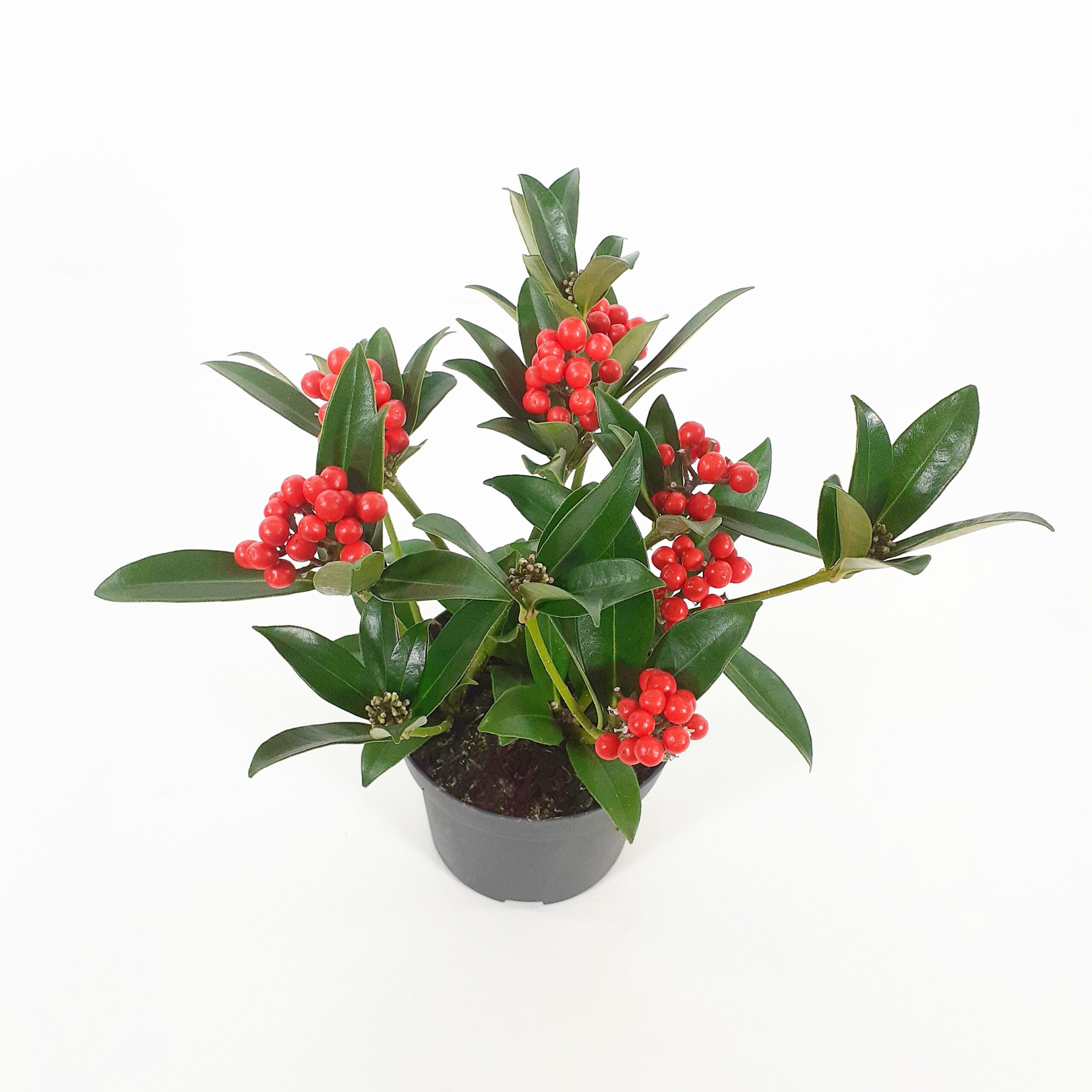 Skimmia (Talvimarja) marjoilla p12