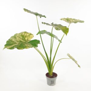 Alocasia 'Aurea Variegata' p12