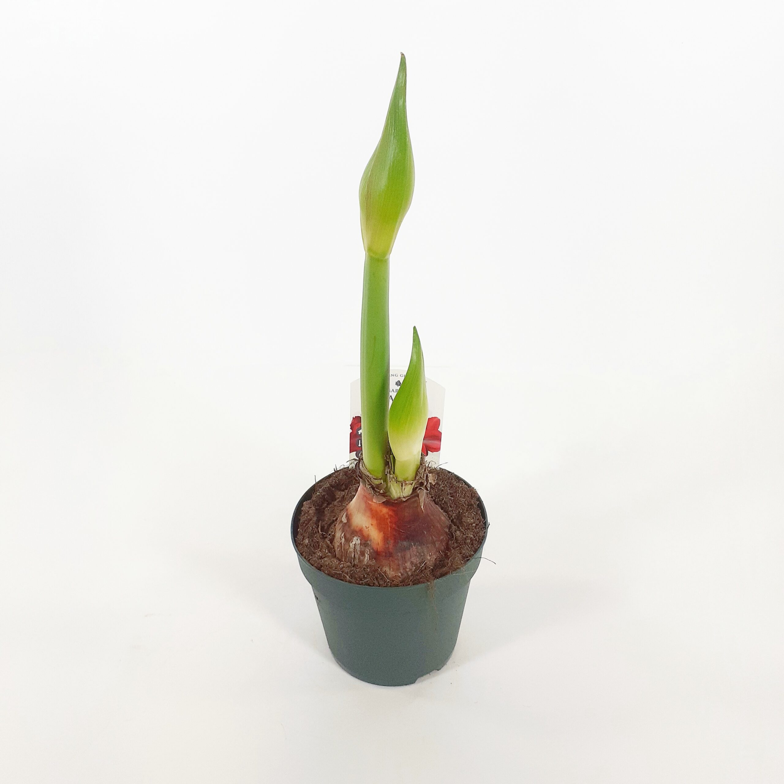 Amaryllis suuri sipuli p14, punainen