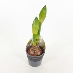 Amaryllis suuri sipuli p14, valkoinen