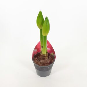 Amaryllis suuri sipuli p14, vaaleanpunainen