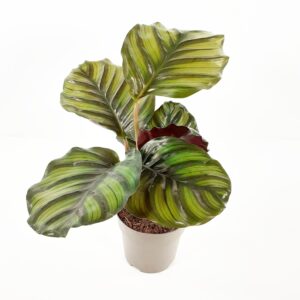 Calathea faskiata p14