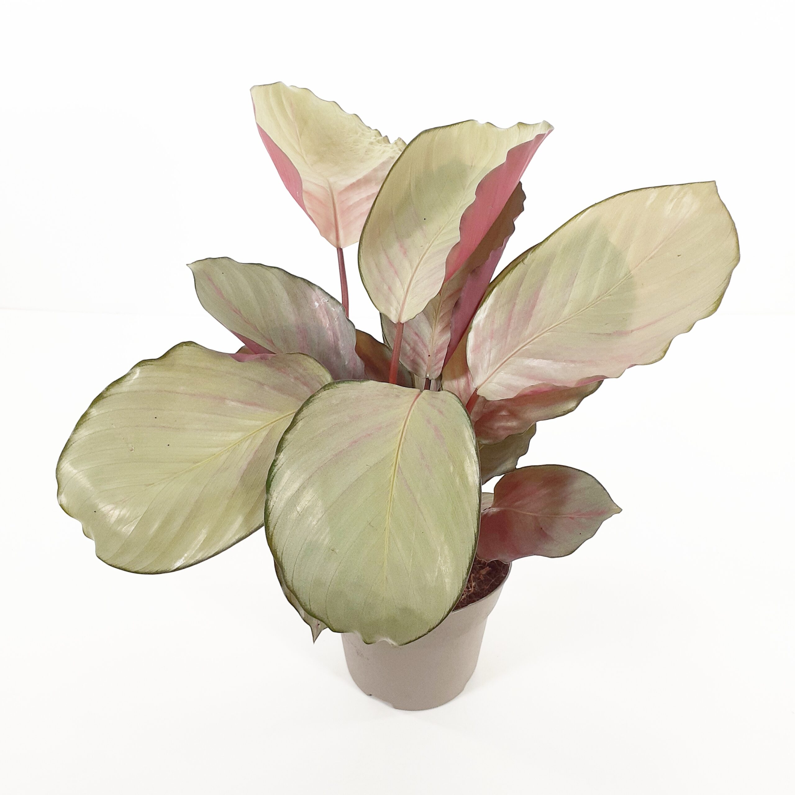 Calathea 'Silver Plate' p14
