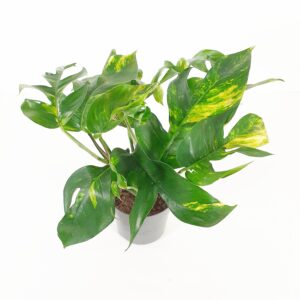 Kultaköynnös 'Cintho Goldfinger' p13