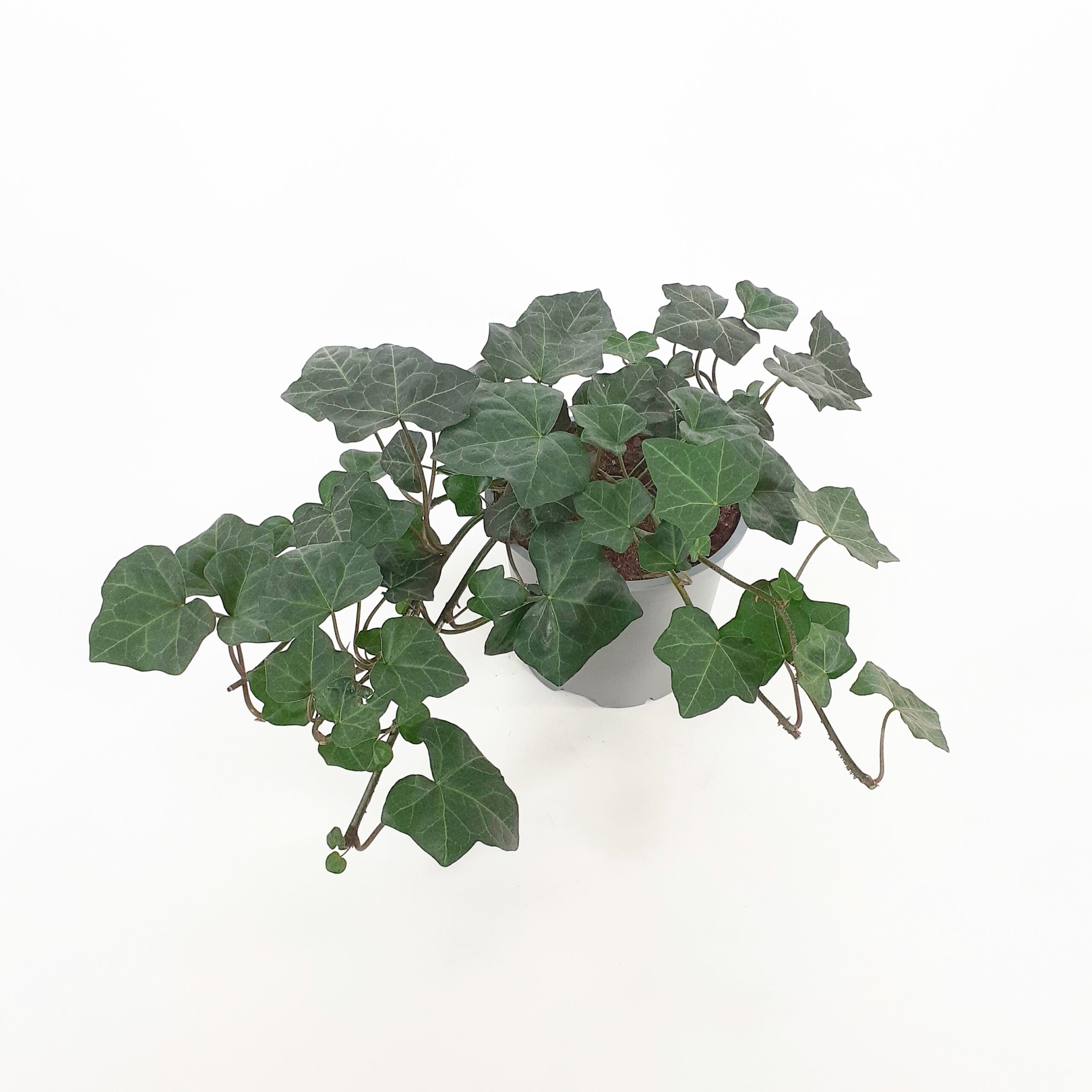 Muratti 'Hestor' p15 Nuppula