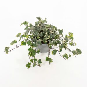 Muratti keltavihreä p15 Nuppula