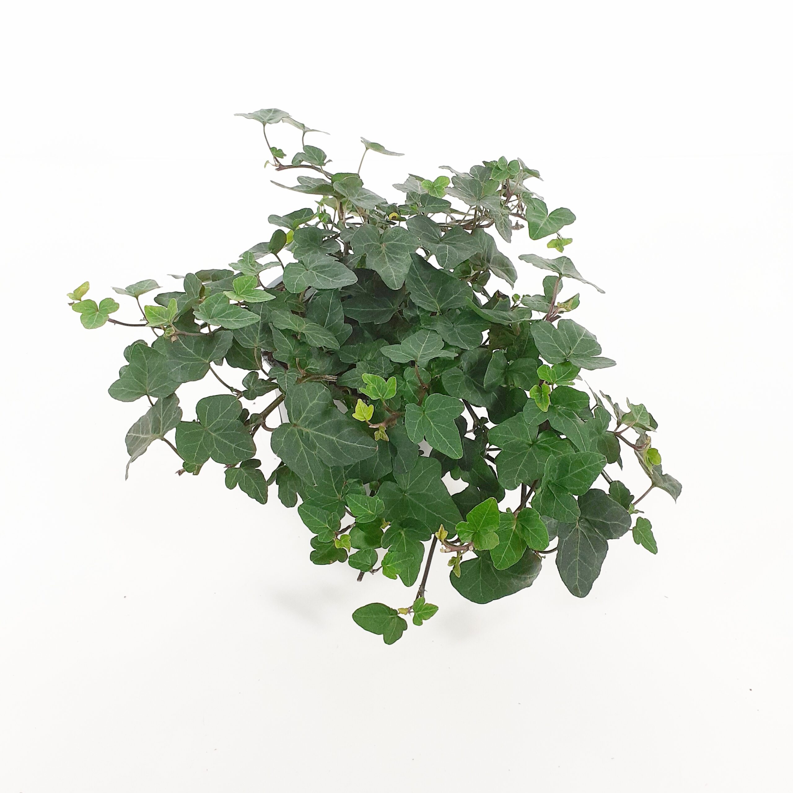 Muratti vihreä p15 Nuppula