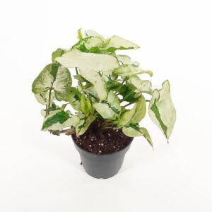 Muulinkultakorva 'Twister White' p12