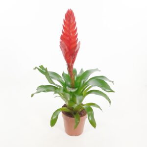 Säilätuutti punainen p12