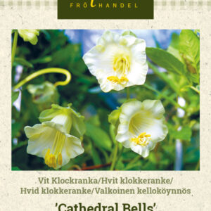 Valkoinen kelloköynnös 'Cathedral Bells'