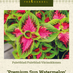 Värinokkonen 'Premium Sun Watermelon'