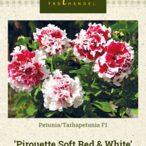 Tarhapetunia F1 'Pirouette Soft Red & White'