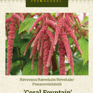 Punarevonhäntä 'Coral Fountain'