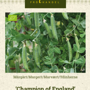 Ydinherne 'Champion of England'