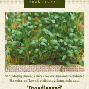 Leveälehtinen vihanneskrassi 'Broadleaved'