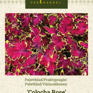 Värinokkonen 'Colocha Rose'
