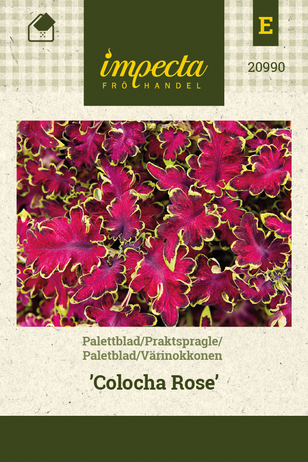 Värinokkonen 'Colocha Rose'