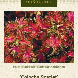 Värinokkonen 'Colocha Scarlet'