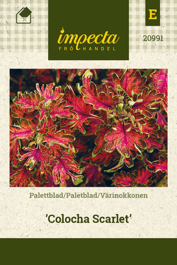 Värinokkonen 'Colocha Scarlet'