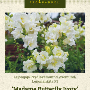 Leijonankita F1 'Madame Butterfly Ivory'