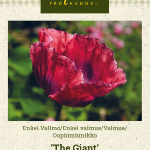 Oopiumiunikko 'The Giant'