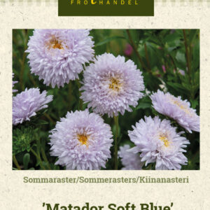 Kiinanasteri 'Matador Soft Blue'
