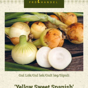 Sipuli 'Yellow Sweet Spanish'