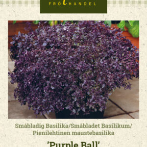 Pienilehtinen maustebasilika 'Purple Ball'