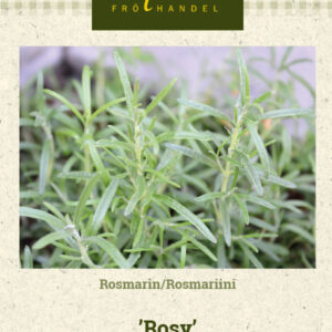 Rosmariini 'Rosy'