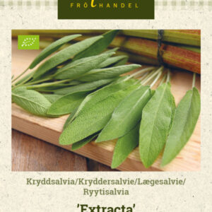 Ryytisalvia 'Extracta'