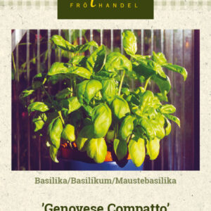 Maustebasilika 'Genovese Compatto'