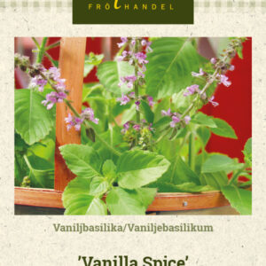 Vaniljbasilika 'Vanilla Spice'