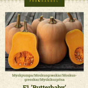 Myskikurpitsa F1 'Butterbaby'