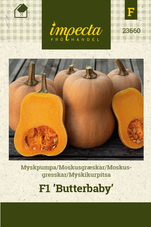 Myskikurpitsa F1 'Butterbaby'