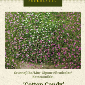 Ketoraunikki 'Cotton Candy'