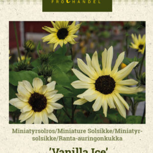 Ranta-auringonkukka 'Vanilla Ice'