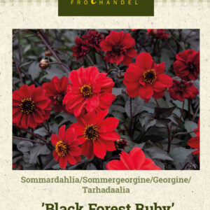 Tarhadaalia 'Black Forest Ruby'