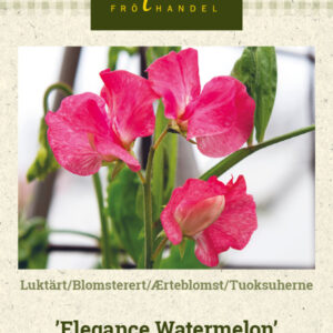 Tuoksuherne 'Elegance Watermelon'