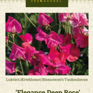 Tuoksuherne 'Elegance Deep Rose'