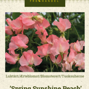 Tuoksuherne 'Spring Sunshine Peach'