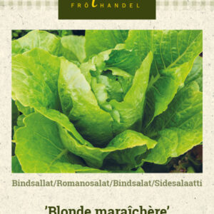 Sidesalaatti 'Blonde maraîchère'