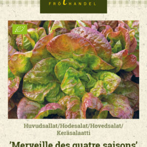 Keräsalaatti 'Merveille des quatre saisons'