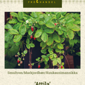 Kuukausimansikka 'Attila'