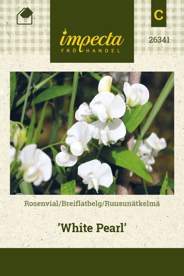Ruusunätkelmä 'White Pearl'