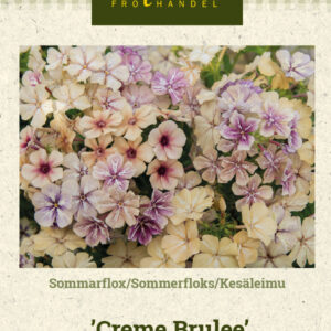 Kesäleimu 'Creme Brulee'