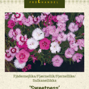 Sulkaneilikka 'Sweetness'